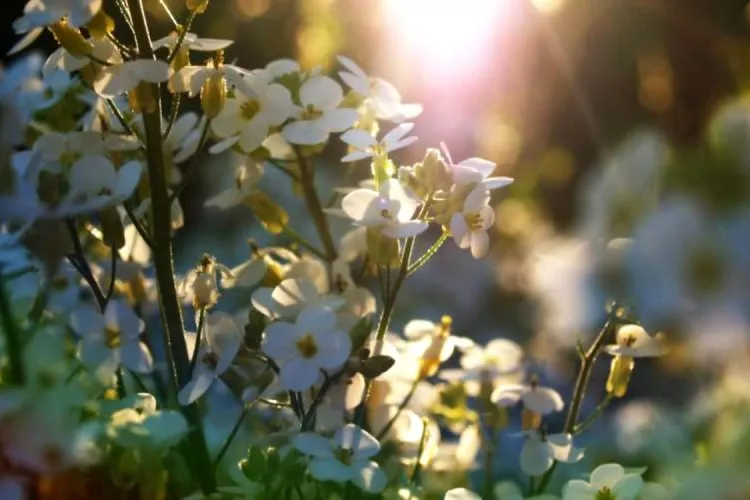 METEO. Când scăpăm de frig în luna martie?