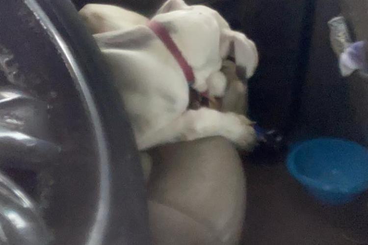Câinii închiși în mașina din Florești, preluați de ecarisaj! - FOTO / UPDATE: Ce a constatat medicul veterinar