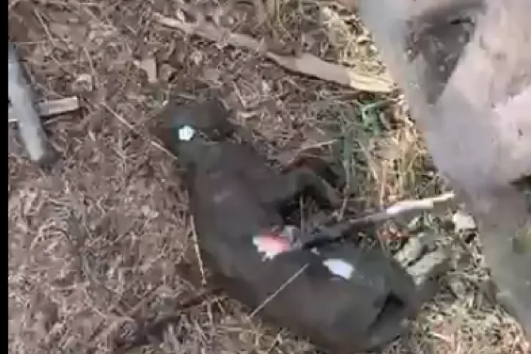 Cluj: Alo? Poliția animalelor? S-a găsit o pisică moartă în Mărăști. „Poliția nu vine pentru așa ceva”