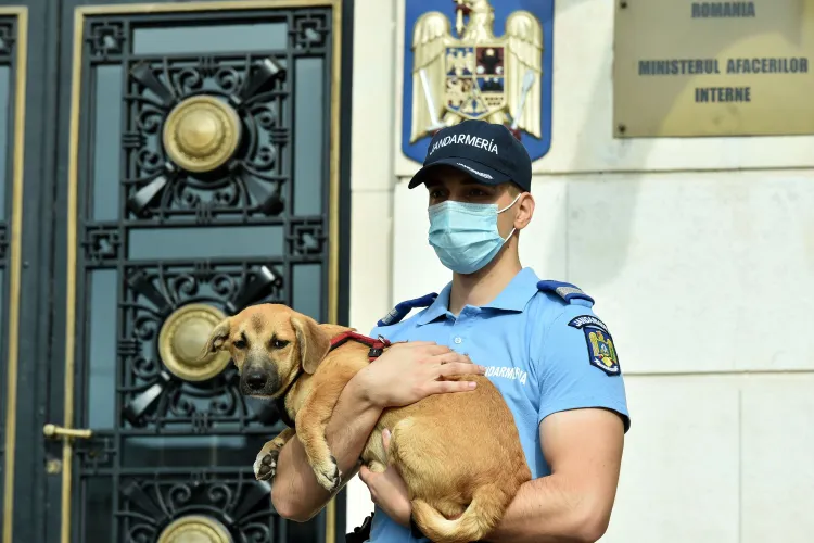 Zeci de dosare penale și sute de amenzi au fost date de Poliția Animalelor în doar 2 luni