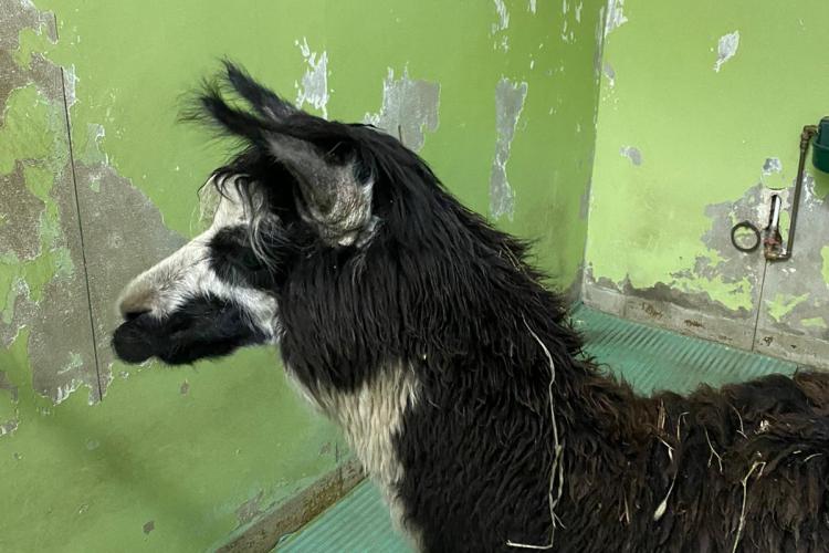 USAMV Cluj-Napoca a salvat o femelă alpaca ce suferea de o boală fatală - FOTO