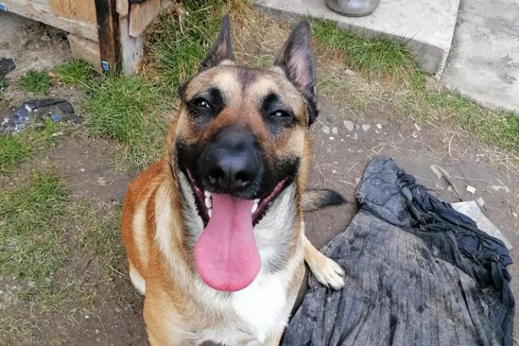 Oscar, câinele împușcat la Cluj, în curtea oamenilor. Fusese adoptat de 4 zile - FOTO
