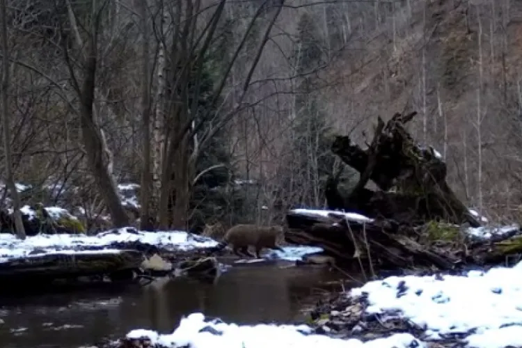 Pisică sălbatică rară, surprinsă într-o pădure din Munții Apuseni - VIDEO