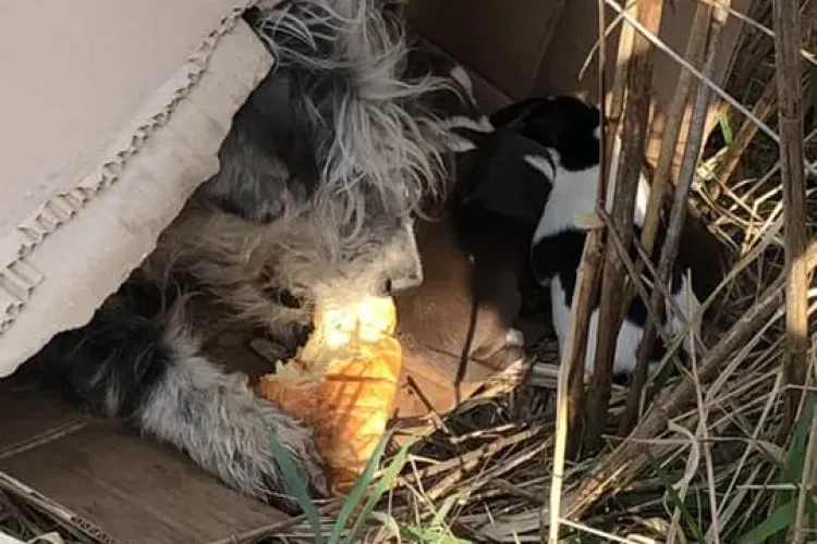 Jandarmii din Cluj au salvat o cățelușă cu 6 pui de la moarte sigură - FOTO