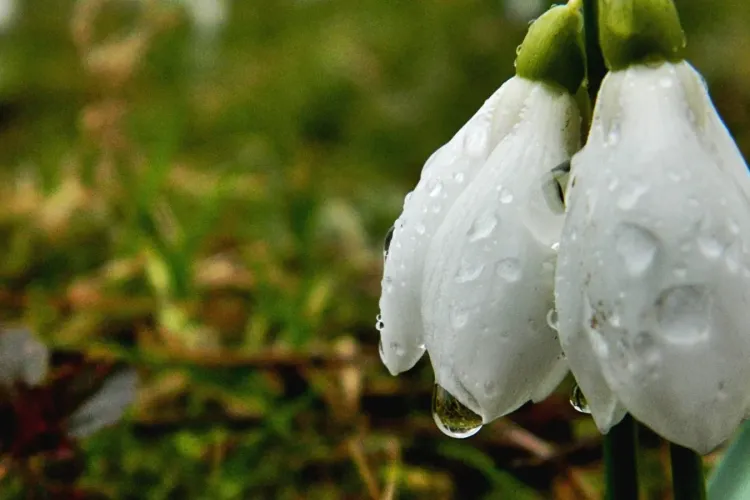 METEO. După încă cinci zile de ninsori și ploi, temperaturile cresc