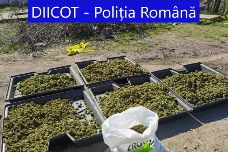Doi soți din Spania și-au făcut o fermă uriașă de canabis într-o comuna din România - FOTO