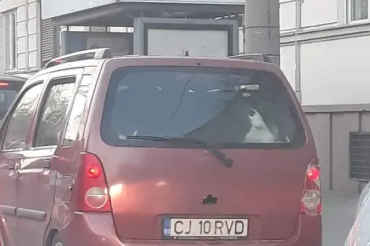 Și-a plimbat vițeii cu mașina prin Cluj-Napoca - FOTO