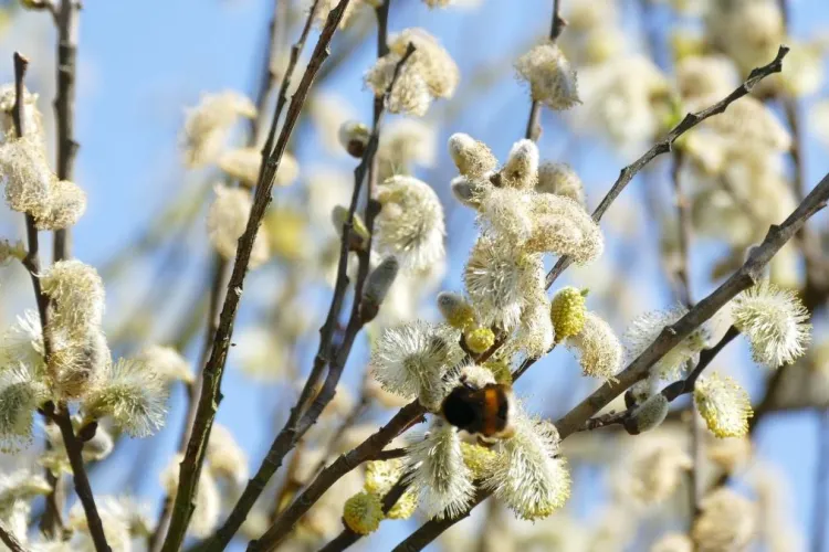 Vremea în România, de Paște și de Florii 2021. Anunțul important al meteorologilor