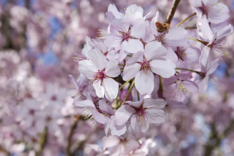 Florii 2021. Când pică, anul acesta, Duminica Floriilor