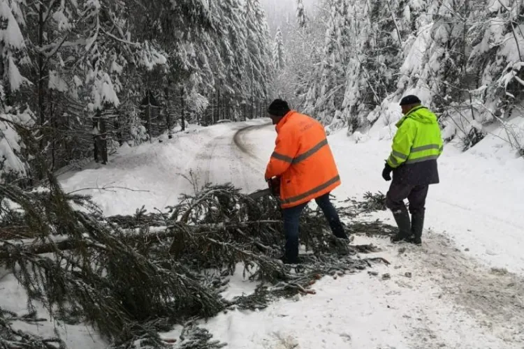 Copaci căzuți pe carosabil, pe drumuri din Apuseni. Au intervenit echipaje CNAIR - FOTO