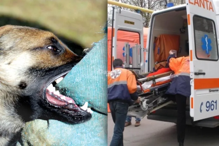 Proprietarul câinelui care a mușcat un copil la Cluj, reținut de Poliție