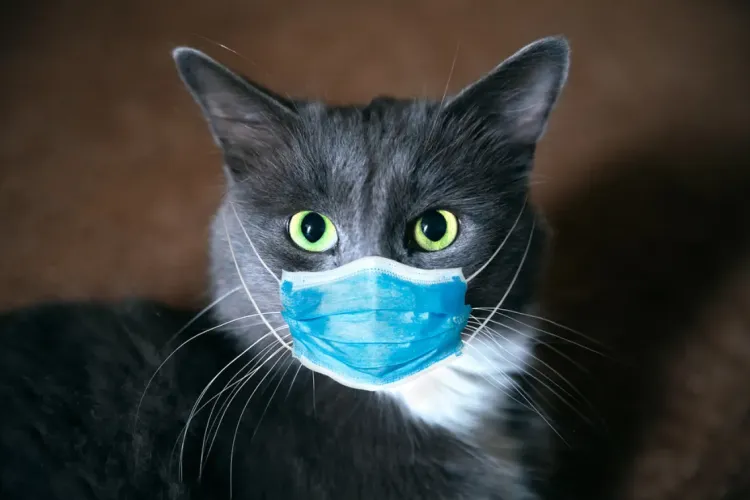 Premieră medicală. O pisică s-a infectat cu tulpina britanică a coronavirusului
