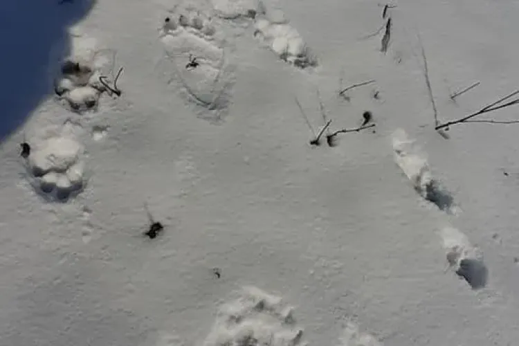 Urs în apropiere de Cluj-Napoca! Se taie pădurile din Căpușu și urșii coboară după hrană - FOTO