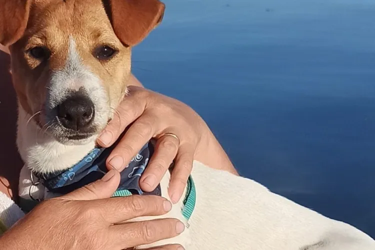 Bogdan Pivariu: Floreștiul va avea un adăpost modern. Se vor putea face adopții inclusiv online    