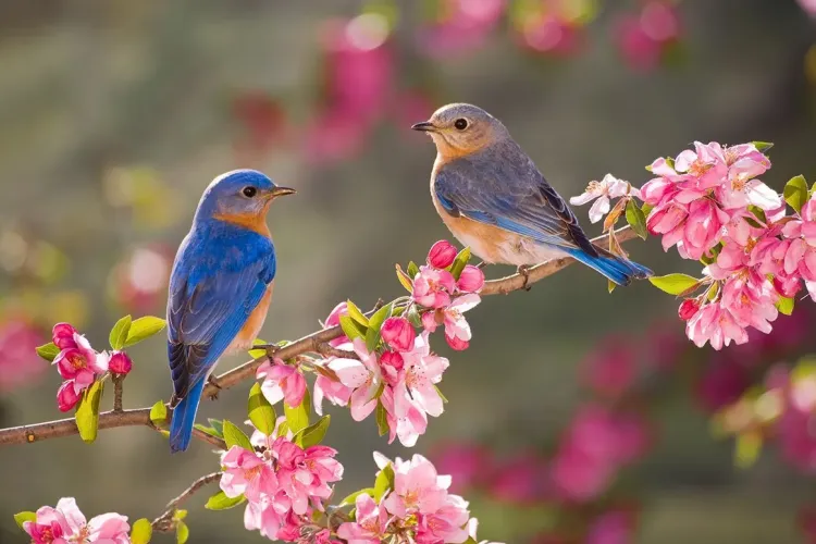 Zodiacul primăverii! Ce ZODII iubesc primăvara și căror li se potrivește teribil acest anotimp