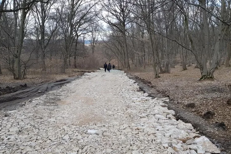 Drumul prin pădurea Hoia a fost amenajat pentru ca Salanță să aibă drum spre șantierul blocurilor - FOTO