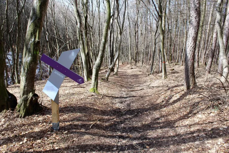 Aleile din Pădurea-parc Făget, marcate, iar zonele importante au descrieri - FOTO