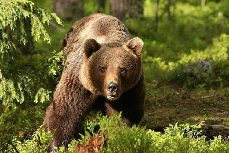 Un bărbat care a plecat să alerge, găsit mort după ce ar fi fost atacat de un urs 