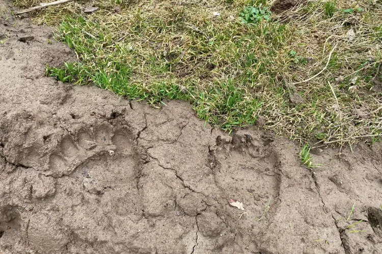 Urmele unui urs masiv au fost descoperite lângă Alba Iulia - FOTO