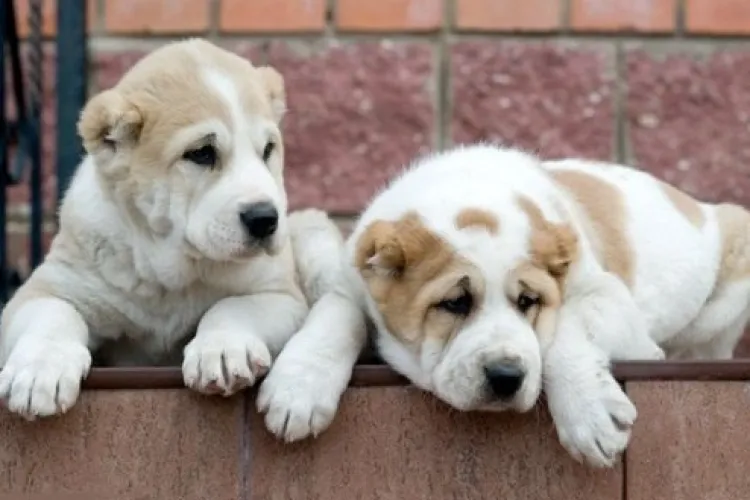 Un bărbat este cercetat pentru furt calificat după ce a furat un câine de rasă dintr-o curte