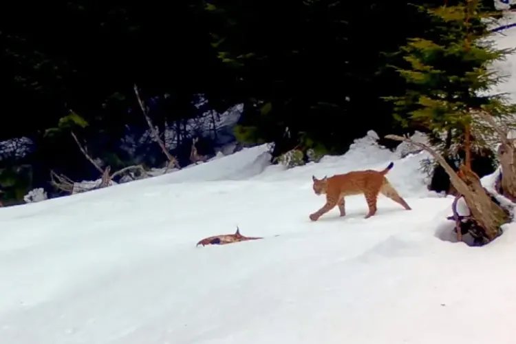 Doi râși filmați cum se hârjonesc în Piatra Craiului - VIDEO