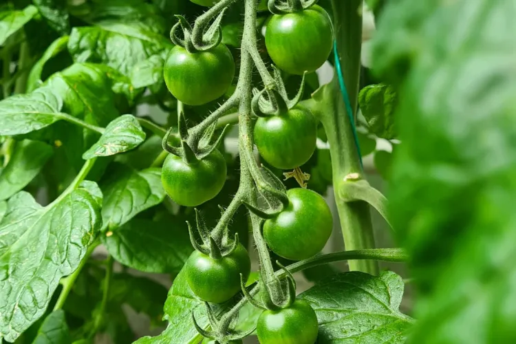 Legume proaspete, sub prețul pieței, la serele USAMV. Ce prețuri sunt și cum să le cumpărați