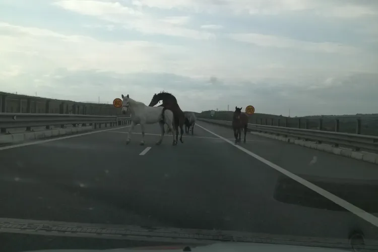 Cai pe Autostrada Transilvania, pe sensul Turda - Gilău. La un caz de un accident violent - FOTO