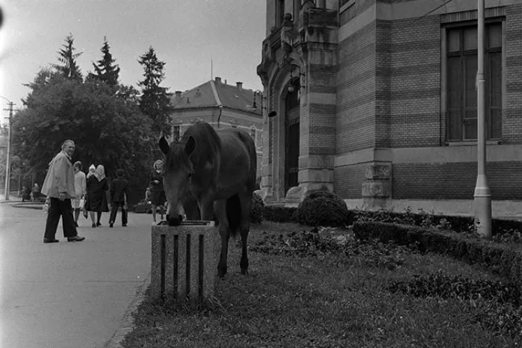 Un cal păștea florile din Piața Păcii, lângă BCU. Clujul și … animalele - Galerie FOTO