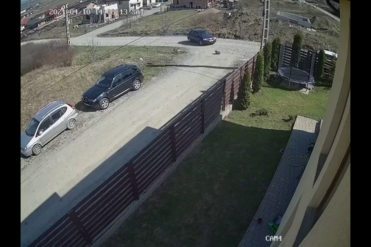 Cluj: Cățel călcat cu mașina fără milă, de un șofer FĂRĂ SUFLET.  Haideți să îl identificăm - VIDEO