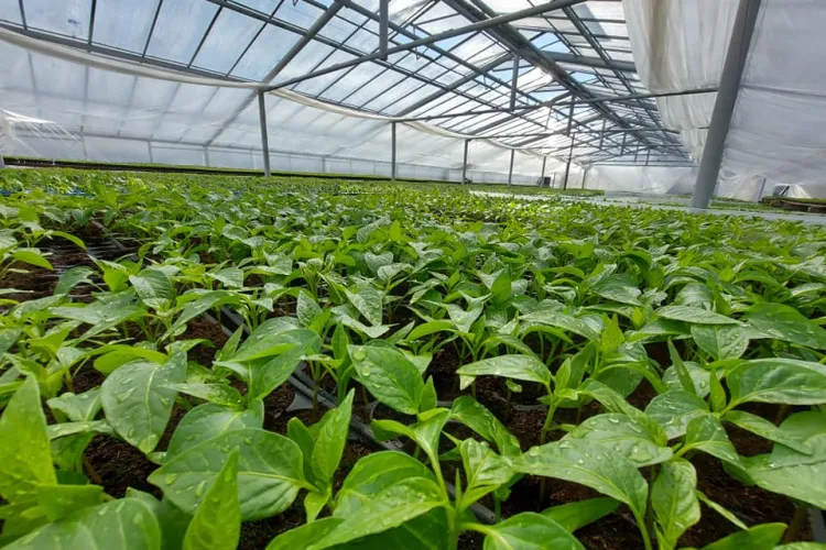 USAMV Cluj vinde peste 90.000 de răsaduri de legume produse la Cluj. Cumpără produse de Cluj - FOTO   