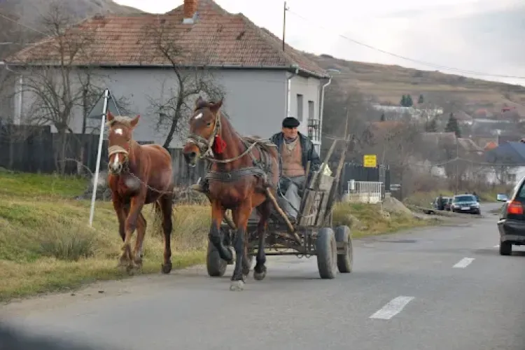 O femeie din Florești s-a plâns de oamenii care nu strâng după caii lor. Răspunsul primit: „Locuiți la țară, deci este normal”