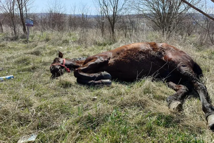 Cluj: A găsit un cal pe câmp, în agonie. A sunat la 112, iar acum va fi amendată - FOTO   