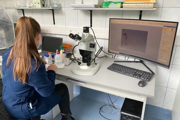 Cercetătorii USAMV Cluj-Napoca au descoperit prin ce s-ar putea transmite pesta porcină