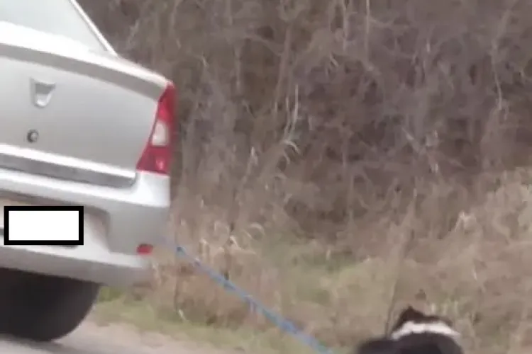 Câine legat și tras de mașină la Cluj. Se vede numărul mașinii, dar clipul a fost șters - FOTO