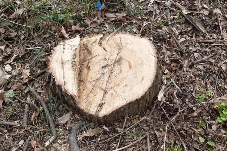 Parcul Babeș toaletat cu drujbele de ”măcelarii” de la spații verzi - FOTO