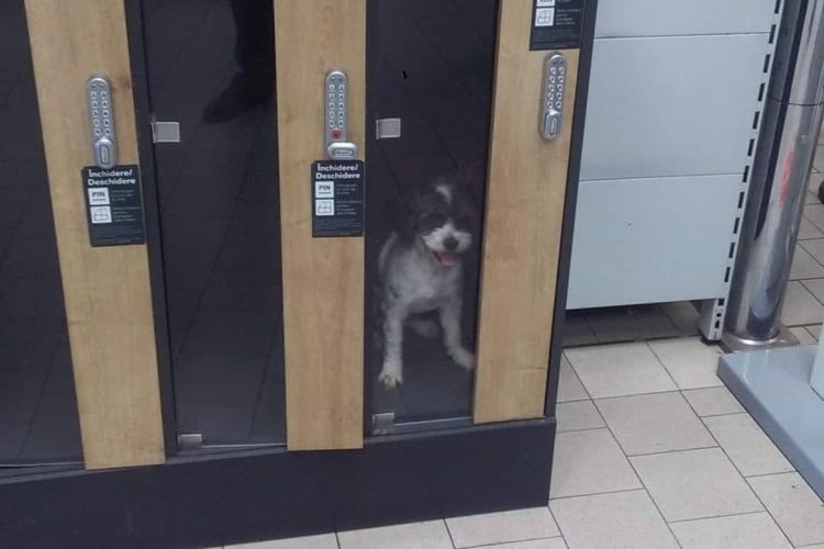 Cluj: Câine închis la Kaufland în dulapul de bagaje: ”Câinele nu-i poșetă sa stea acolo!” - FOTO   