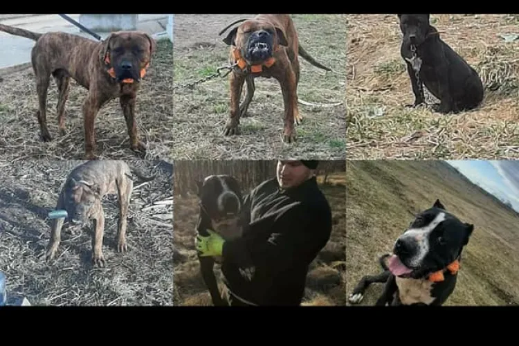 Lupte de animale la Cluj! A filmat cum se omoară animalele și spunea: A mai omorât - VIDEO / Ajutor pentru identificarea personajului