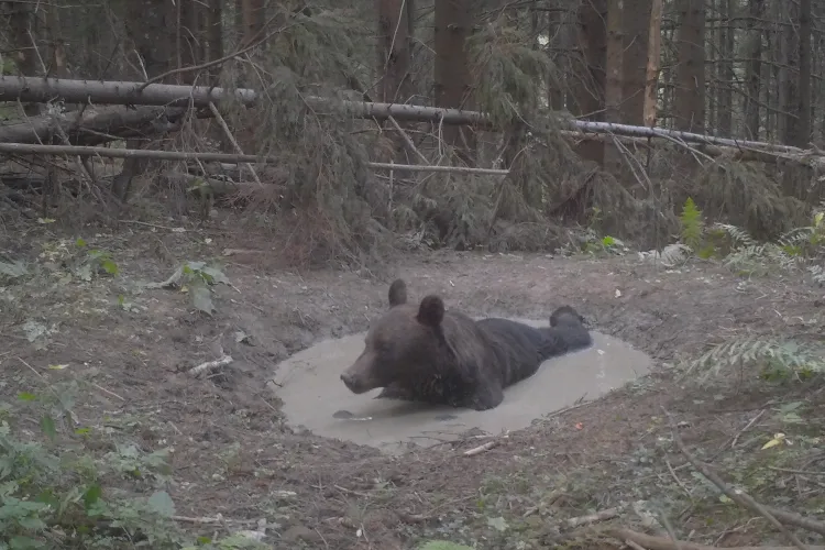 ”Piscina” din Parcul Național Ceahlău folosită la maximul de animalele sălbatice - VIDEO și FOTO