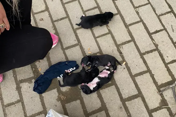 Căței abia fătați, aruncați la gunoi: ”Când mergeți la spovedit, ca e Postul Mare, aruncați și câinii, să nu faceți două drumuri”