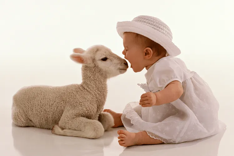 Semnificația Mielului de Paște. De ce se taie mielul de Paște