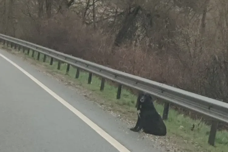 Devotament canin! Își așteaptă zilnic stăpânul mort într-un accident de circulație - FOTO