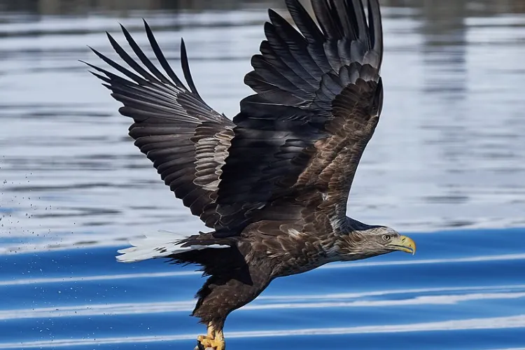 O pasăre codalb, denumită Zador, eliberată în vestul României. Are emițător satelitar - FOTO   