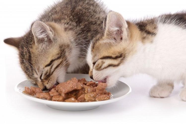 Proiect USR PLUS: Este interzisă hrănirea câinilor, pisicilor și a porumbeilor pe stradă