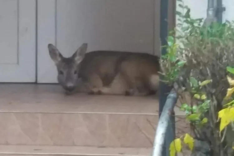 O căprioară se plimbă prin Zorilor! Le-am ocupat spațiul și animalele sunt dezorientate