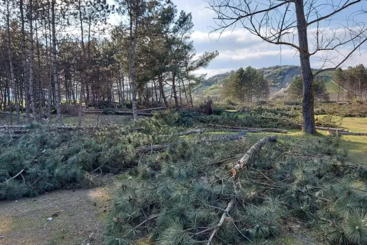 Se taie brazii de pe malul Arieșului: ”Alooo primăria Turda vrem un răspuns?” - FOTO