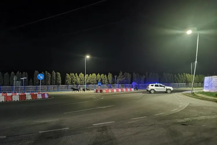 Florești: Cai pe Drumul Național, ghidați de polițiști. Jos pălăria - FOTO