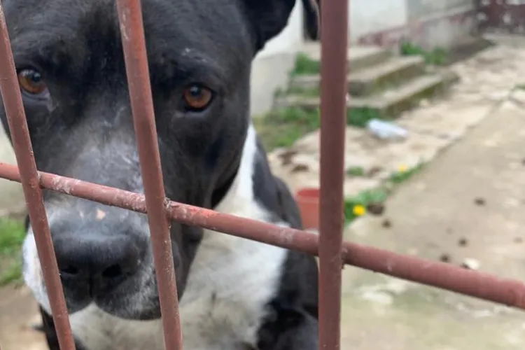 Câini din rasa Amstaff găsiți fără hrană și apă de aproape o săptămână - FOTO