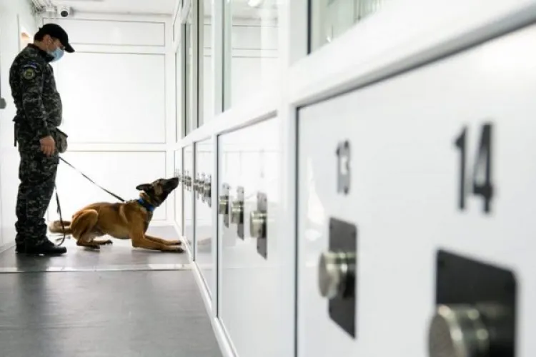 Câinii dresaţi să depisteze virusul SARS-CoV-2 au recunoscut 100% probele cu infecţie COVID-19 