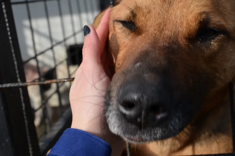 30 de căței au fost salvați în Florești în ultimele două luni