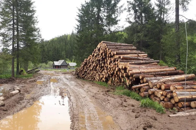 Directorul Parcului Natural Apuseni susține că pe Valea Ponorului nu se taie ilegal: Sunt doborâturi de la vijelii